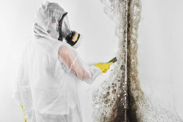 Best Mold Damage Repair  in USA